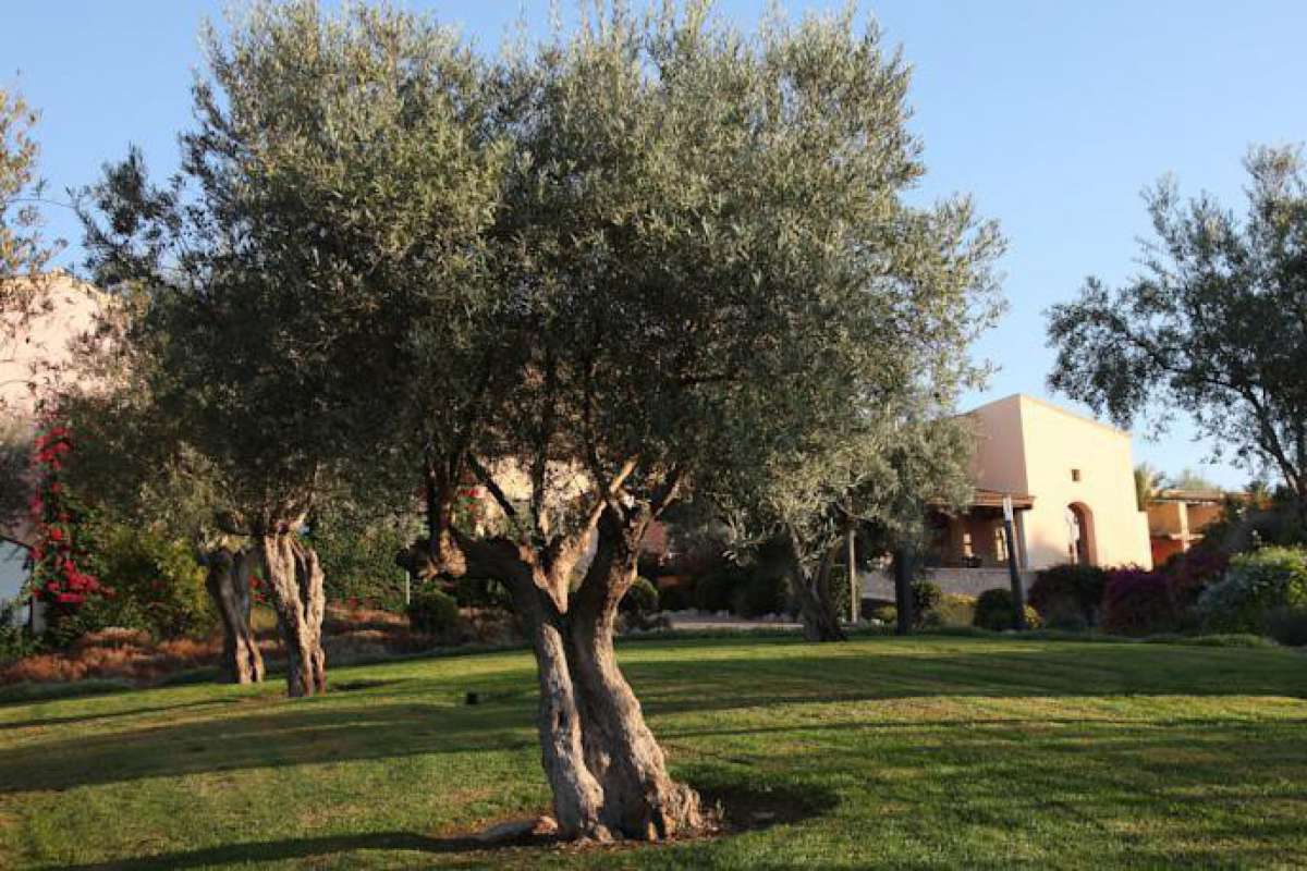Pula Suites Boutique Resort - Son Servera