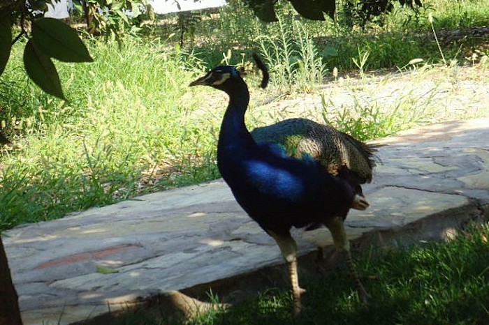 Pension Yavuz